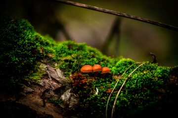 mushrooms on a tree