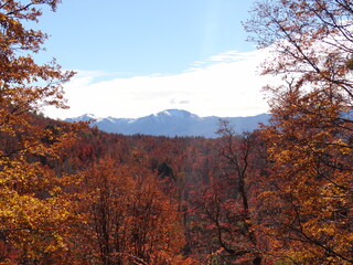 yellow, red and orange