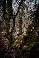 Obraz premium Autumn mystery forest . Mystery nature . Autumn nature. Orange colors . Fall colors. Ukranian forest in the dark nature 