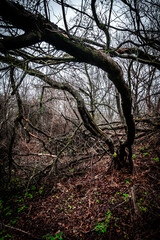 Autumn mystery forest . Mystery nature . Autumn nature. Orange colors . Fall colors. Ukranian forest in the dark nature  