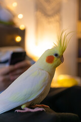 Yellow cockatiel parrot.Cute cockatiel.Home pet parrot.The best cockatiel.Beautiful photo of a...