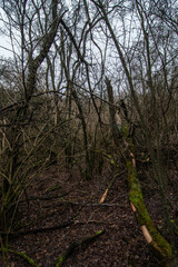 Mystery forest in autumn . Yellow and orange colors in forest. Fogy weather . Mystery trees . Leaves on trees . Misty weather . 