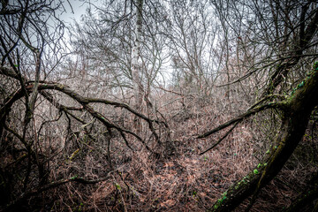 Mystery forest in autumn . Yellow and orange colors in forest. Fogy weather . Mystery trees . Leaves on trees . Misty weather . 