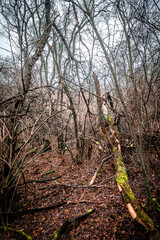 Mystery forest in autumn . Yellow and orange colors in forest. Fogy weather . Mystery trees . Leaves on trees . Misty weather . 