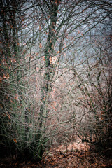 Mystery forest in autumn . Yellow and orange colors in forest. Fogy weather . Mystery trees . Leaves on trees . Misty weather . 