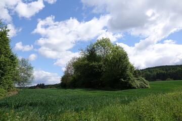 Buesche auf einem Feld