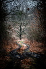 Mystery forest in autumn . Yellow and orange colors in forest. Fogy weather . Mystery trees . Leaves on trees . Misty weather . 