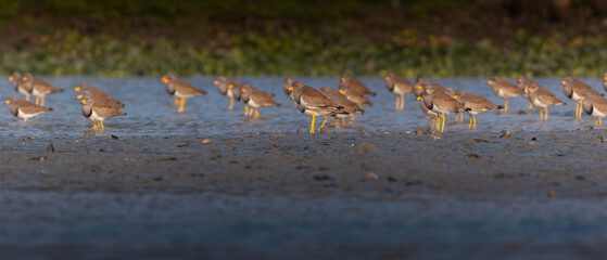 Grey-headed Lapwing (Vanellus cinereus)