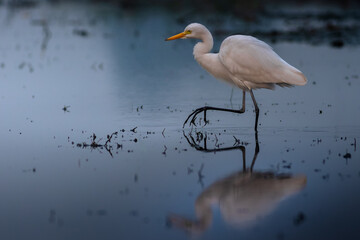 Intermediate Egret (Ardea intermedia)