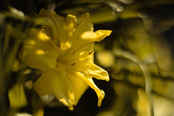 Kwiat liliowca, ujęcie makro