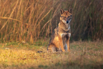 Golden Jackal / Common Jackal / Asiatic Jackal / Reed Wolf (Canis aureus)