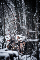 Snowy forest. Frozen nature. Snow in the forest . Trees covered snow. Winter landscapes . White colors . Trees in snow . Trevalin to forest . Mystery nature  