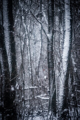 Snowy forest. Frozen nature. Snow in the forest . Trees covered snow. Winter landscapes . White colors . Trees in snow . Trevalin to forest . Mystery nature  