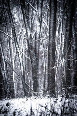 Snowy forest. Frozen nature. Snow in the forest . Trees covered snow. Winter landscapes . White...