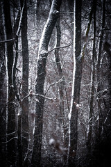 Fototapeta premium Snowy forest. Frozen nature. Snow in the forest . Trees covered snow. Winter landscapes . White colors . Trees in snow . Trevalin to forest . Mystery nature 