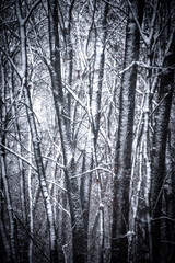Snowy forest. Frozen nature. Snow in the forest . Trees covered snow. Winter landscapes . White...