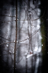 Snowy forest. Frozen nature. Snow in the forest . Trees covered snow. Winter landscapes . White colors . Trees in snow . Trevalin to forest . Mystery nature  