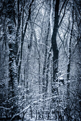 Snowy forest. Frozen nature. Snow in the forest . Trees covered snow. Winter landscapes . White colors . Trees in snow . Trevalin to forest . Mystery nature  