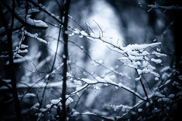 Snowy forest. Frozen nature. Snow in the forest . Trees covered snow. Winter landscapes . White colors . Trees in snow . Trevalin to forest . Mystery nature  