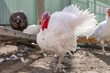 Turkey on a farm , breeding turkeys. White turkey portrait. Flock of Turkeys at the farm.