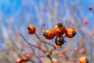 Fruits of red rosehip after frost