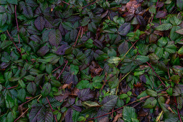 Colorful autumn leaves, beautiful background
