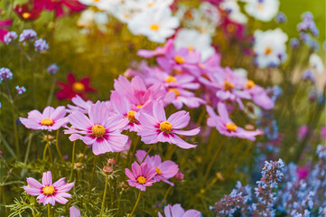 Obraz na płótnie Canvas Łąka kwietna i zapylacze. Kwiaty kwitnące na łące dla owadów. Pomoc dla zapylaczy