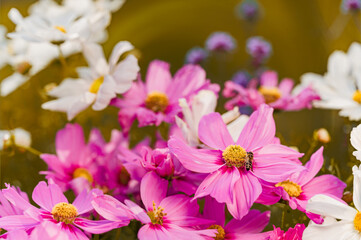  Łąka kwietna i zapylacze. Kwiaty kwitnące na łące dla owadów. Pomoc dla zapylaczy © Daniel