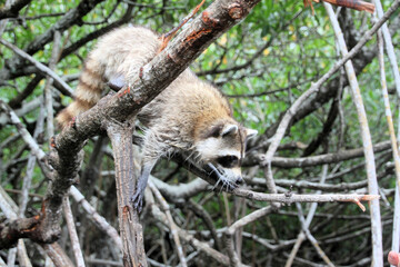 A Racoon in a tree in the Florida Everglades