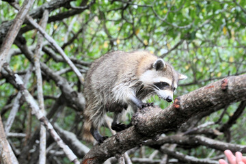 A Racoon in a tree in the Florida Everglades