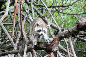 A Racoon in a tree in the Florida Everglades