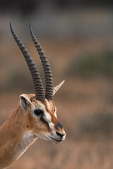Closeup of a thomson gazelle in Amboseli National Park, Kenya.