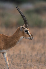 Closeup of a thomson gazelle in Amboseli National Park, Kenya.