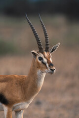 Closeup of a thomson gazelle in Amboseli National Park, Kenya.