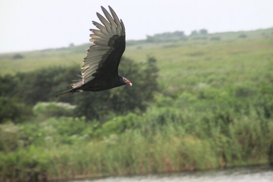 A view of a Turkey Vulture