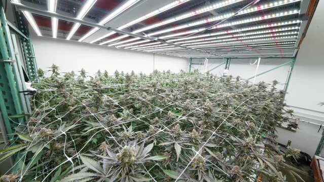 Cannabis Plants Growing Buds Under LED Lights Indoor