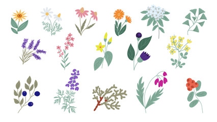 Set of 16 illustrations of plants used in homeopathic medicine, hand-drawn in a flat doodle style. Flowers and herbs used in alternative medicine.