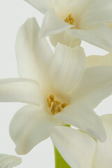 Fototapeta na wymiar Hyacinth flowers on white isolated background