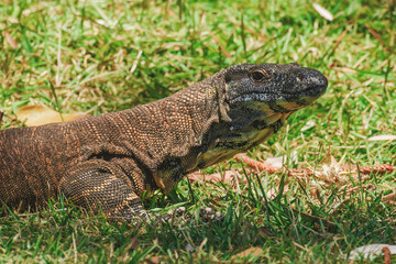 Lace monitor (Varanus varius) australian large lizard lies on the grass, animal in the natural...