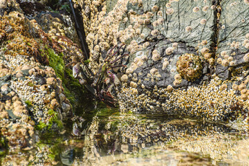 Purple rock crab (Leptograpsus variegatus) colorful crustaceans, male and female sit hidden between rocks by the water. Sea animals camouflaged near the shore.