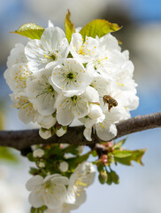 Bee near branch of cherry tree covered with many white flowers