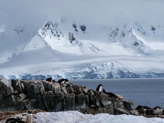 Kolonie von Eselspinguinen am Damoy Point auf Wiencke Island in der Antarktis - obrazy, fototapety, plakaty