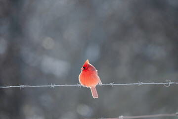 red cardinal on fence