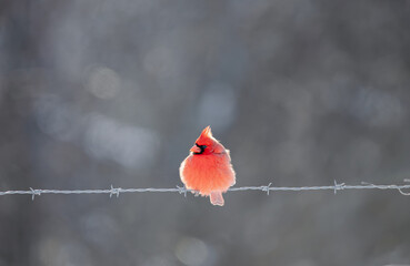 Cardinal on Fence