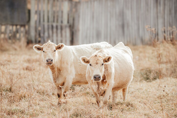 Cream Cows in the Field