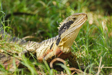 Australian water dragon (Intellagama lesueurii) Australian lizard sits in the grass, animal in the natural environment on a summer sunny day.