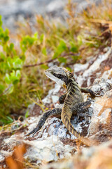 Australian water dragon (Intellagama lesueurii) Australian lizard sits on a stone on the seashore, animal in the natural environment.