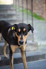 Cute homeless dog outdoor