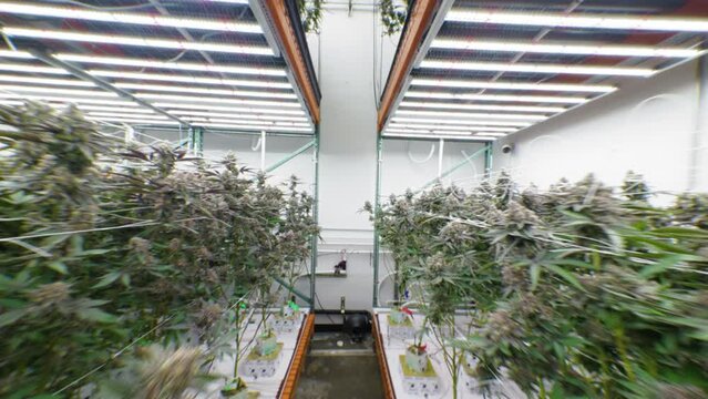 Modern Marijuana Growing Facility with Vertical Garden