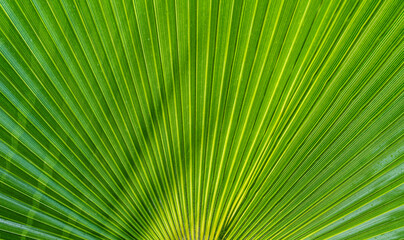 close up of palm tree leaf